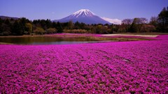 晴れた日に　芝桜　