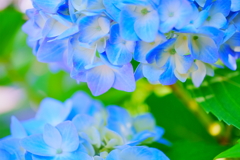 紫陽花　１