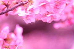 淡い河津桜