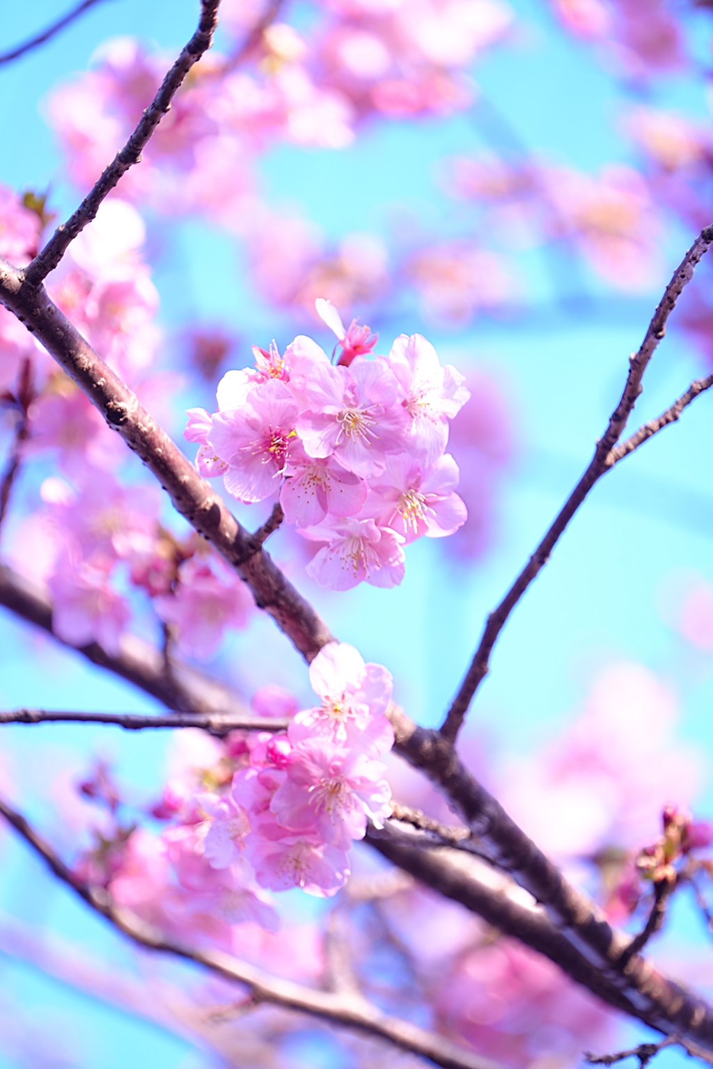 夕方の河津桜