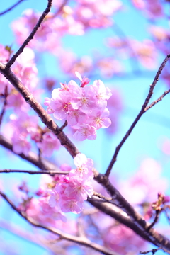 夕方の河津桜