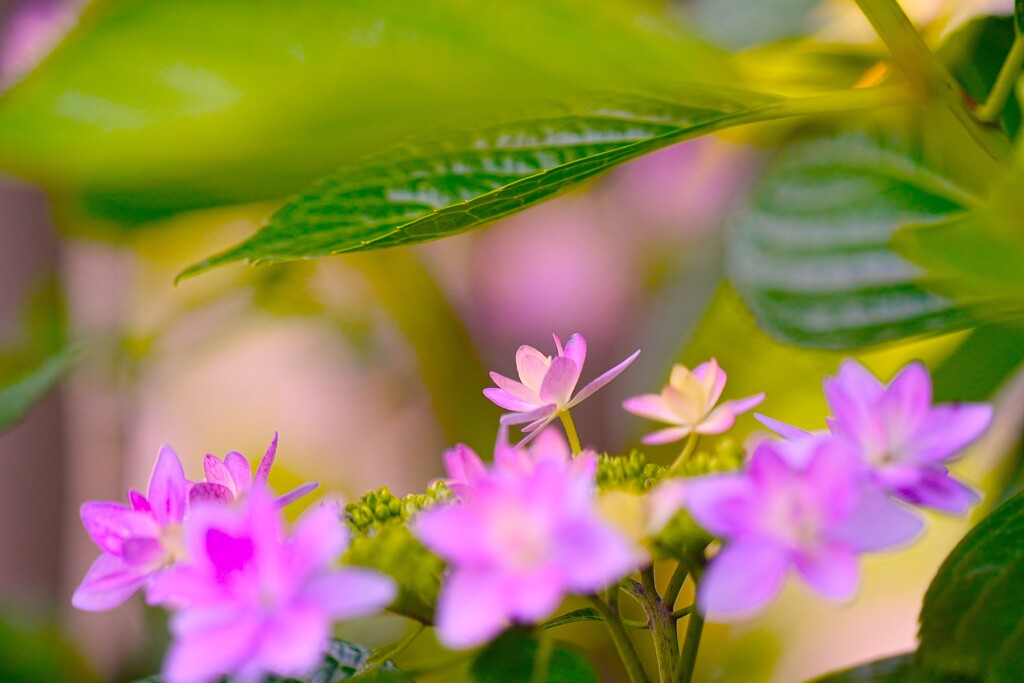 アジサイ　小さな花びら