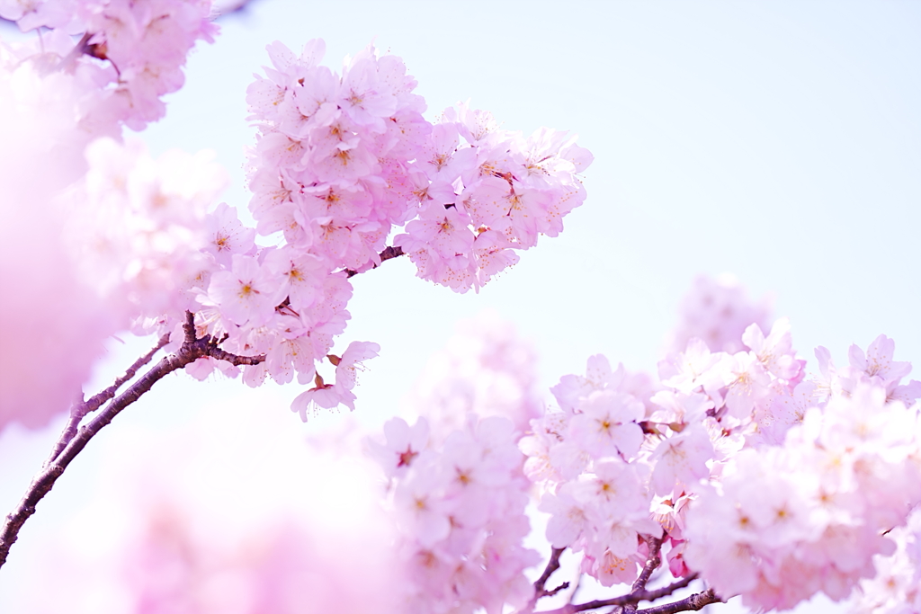 春めき桜