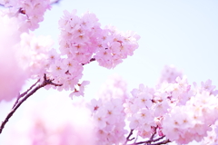 春めき桜