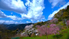白雲が行く・・山里の春
