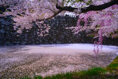 弘前公園　散り桜