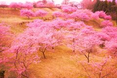 ゆめの里