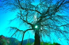 光条　土佐原一本桜