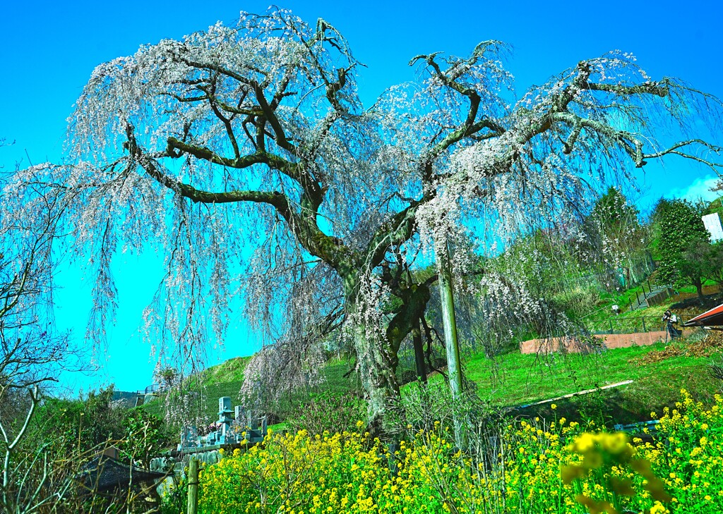 寄（やどろき）　土佐原一本桜