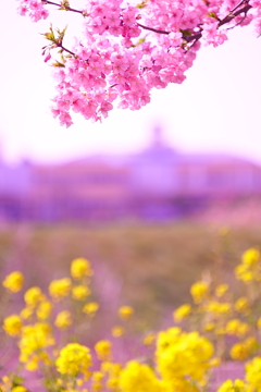 菜の花と河津桜
