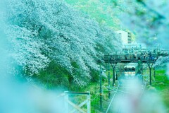桜　ロマン