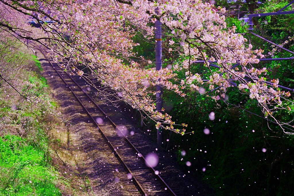　花の舞   
