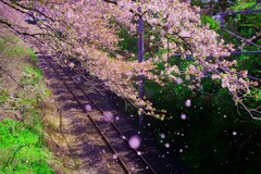 　花の舞   