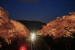 ライトアップ　桜　ロマン