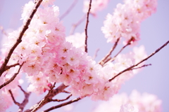 春ときめき桜ー１