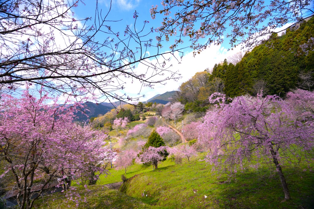 寄（やどりき）　桃源の丘