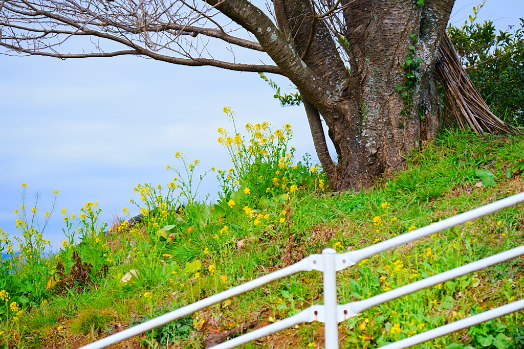 大樹の小さな菜の花