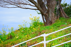 大樹の小さな菜の花