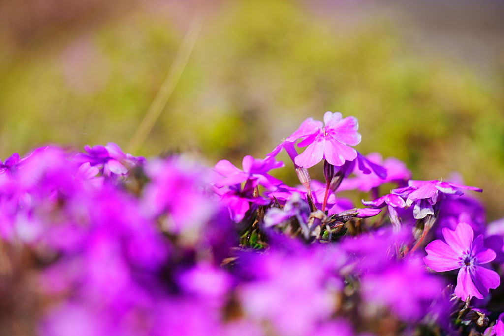 芝桜