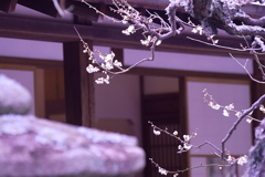 鎌倉　浄妙寺