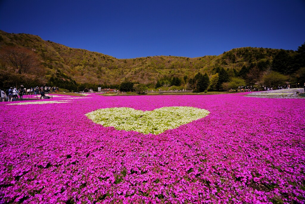 熱いハート　芝桜　