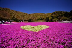 熱いハート　芝桜　