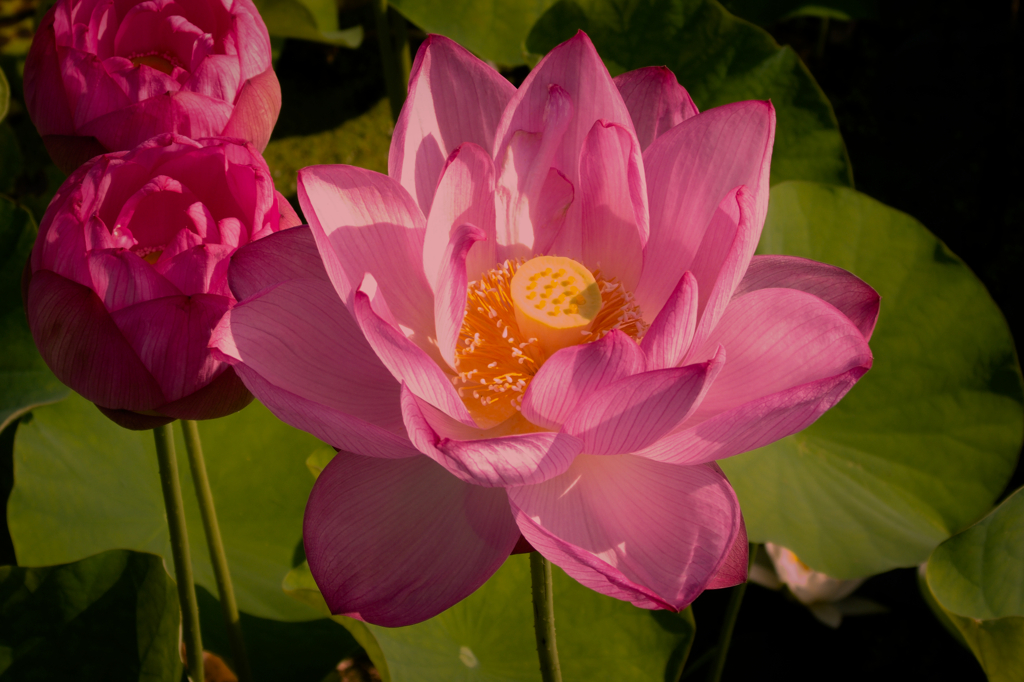朝の散歩　蓮の花