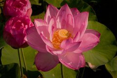 朝の散歩　蓮の花