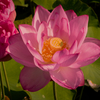 朝の散歩　蓮の花