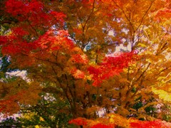 朝の散歩　鮮やか
