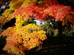 朝の散歩　紅葉
