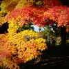 朝の散歩　紅葉