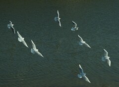 海鳥　編隊飛行