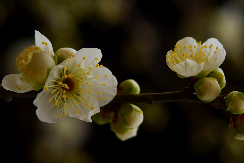 花と蕾