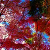 朝の散歩　空を見上げれば・・