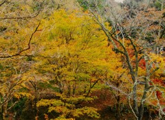 朝の散歩　黄葉　