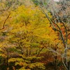 朝の散歩　黄葉　