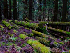 苔むす間伐材