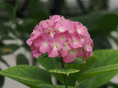 HANA0010