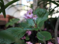 ヒマラヤユキノシタの花が咲いてくれました