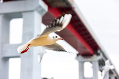 野鳥撮影へのトライ2