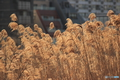 不忍池のススキ