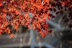 紅葉（モミジ？）