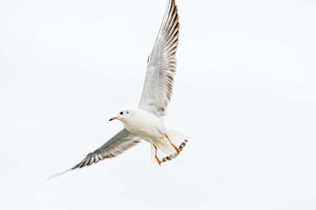 野鳥撮影へのトライ