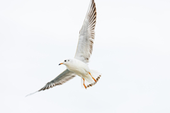 野鳥撮影へのトライ