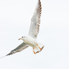 野鳥撮影へのトライ