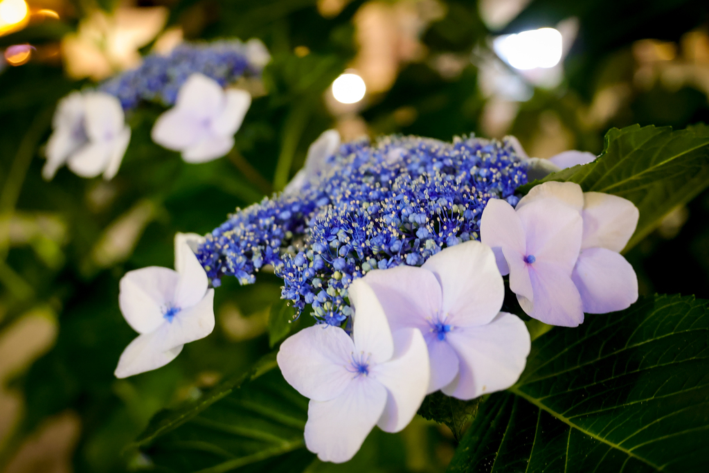 紫陽花ほころぶ