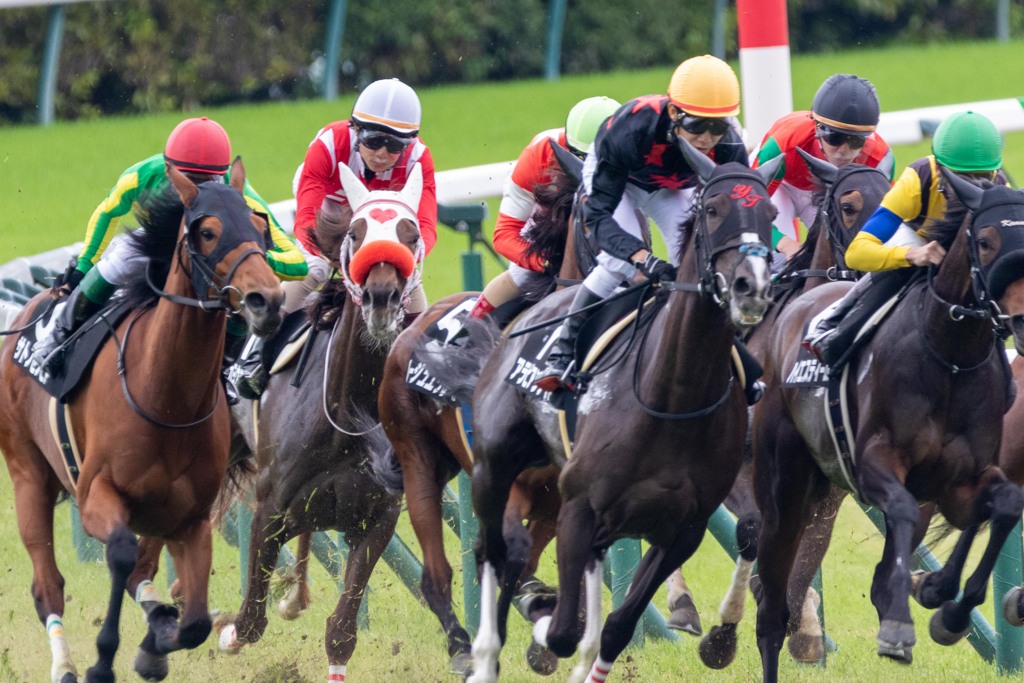 雨の東京競馬場　テレ玉杯１