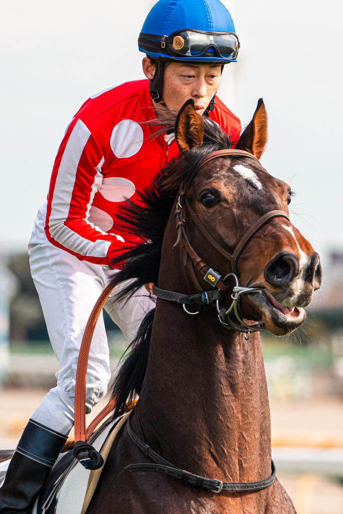 首を上げる馬