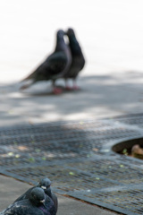 鳩のアベック